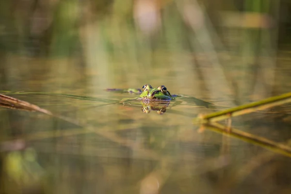森の池の自然の生息地で日光浴を楽しむ美しい一般的な緑の水カエル 野生の両生類 — ストック写真