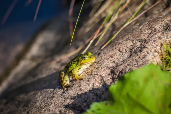 Krásná Společná Zelená Vodní Žabka Která Užívá Slunění Přírodním Habitatu — Stock fotografie