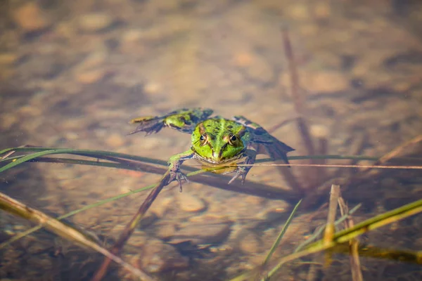 Smuk Almindelig Grøn Vand Frø Nyder Solbadning Naturligt Habitat Ved - Stock-foto