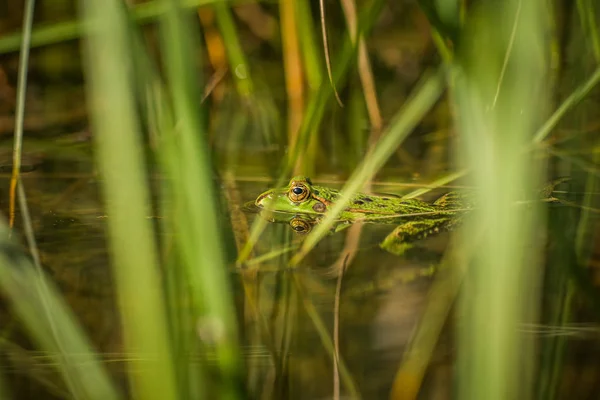 Uma Bela Água Verde Comum Desfrutando Banhos Sol Habitat Natural — Fotografia de Stock