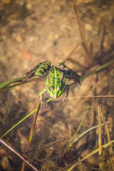 Beautiful Common Green Water Frog Enjoying Sunbathing Natural Habitat Forest — стоковое фото