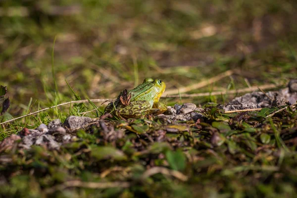 Krásná Společná Zelená Vodní Žabka Která Užívá Slunění Přírodním Habitatu — Stock fotografie