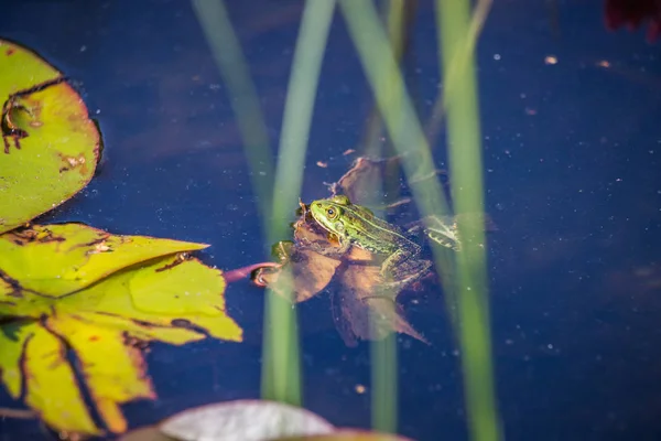 Una Hermosa Rana Agua Verde Común Disfrutando Tomando Sol Hábitat —  Fotos de Stock