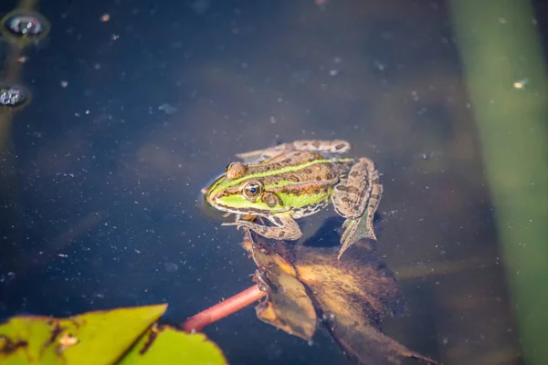 Güzel Bir Ortak Yeşil Kurbağası Orman Gölet Doğal Bir Habitat — Stok fotoğraf