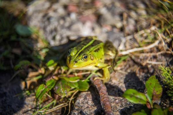 Une Belle Grenouille Eau Verte Profitant Bain Soleil Dans Habitat — Photo