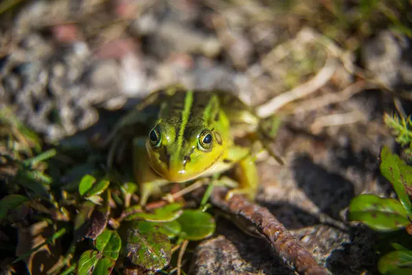 Krásná Společná Zelená Vodní Žabka Která Užívá Slunění Přírodním Habitatu — Stock fotografie