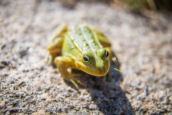 Krásná Společná Zelená Vodní Žabka Která Užívá Slunění Přírodním Habitatu — Stock fotografie