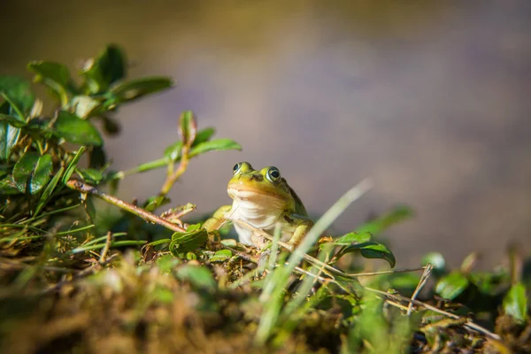 Beautiful Common Green Water Frog Enjoying Sunbathing Natural Habitat Forest — Stock Photo, Image