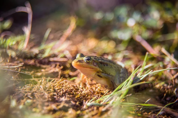 Krásná Společná Zelená Vodní Žabka Která Užívá Slunění Přírodním Habitatu — Stock fotografie