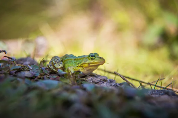 Krásná Společná Zelená Vodní Žabka Která Užívá Slunění Přírodním Habitatu — Stock fotografie