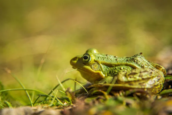 Une Belle Grenouille Eau Verte Profitant Bain Soleil Dans Habitat — Photo