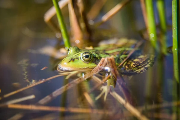森の池の自然の生息地で日光浴を楽しむ美しい一般的な緑の水カエル 野生の両生類 — ストック写真