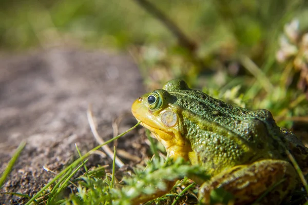 Beautiful Common Green Water Frog Enjoying Sunbathing Natural Habitat Forest — стоковое фото