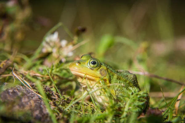 Krásná Společná Zelená Vodní Žabka Která Užívá Slunění Přírodním Habitatu — Stock fotografie