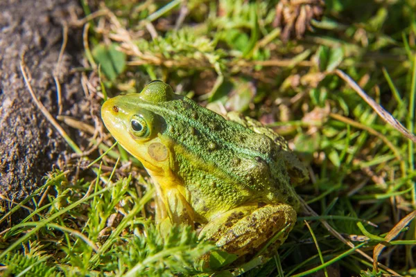 Krásná Společná Zelená Vodní Žabka Která Užívá Slunění Přírodním Habitatu — Stock fotografie