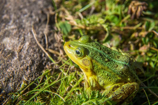 Beautiful Common Green Water Frog Enjoying Sunbathing Natural Habitat Forest — Stock Photo, Image