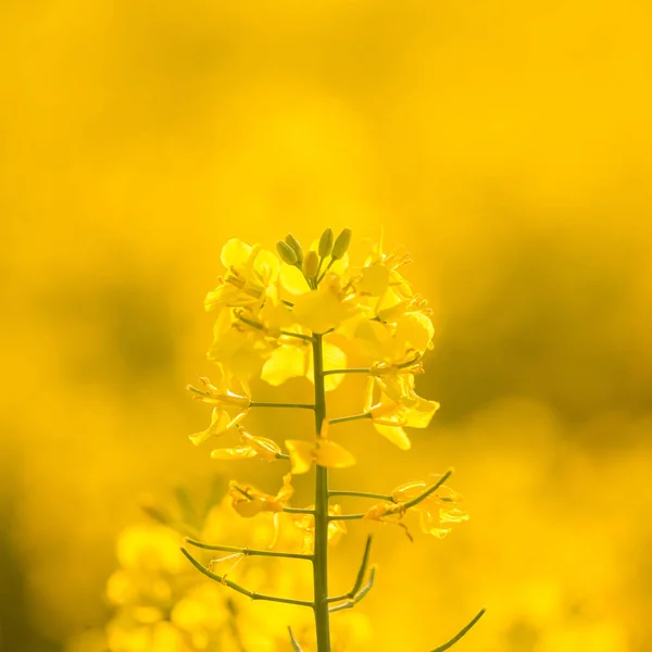 필드에서 아름답고 선명한 노란색 북유럽의 — 스톡 사진