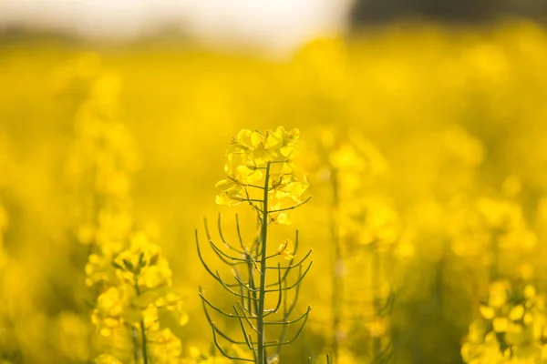 Mooie Levendige Gele Raapzaad Bloemen Het Veld Lente Landschap Van — Stockfoto