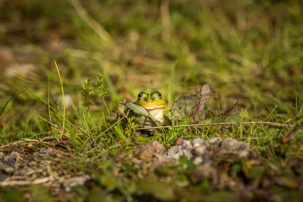 Une Belle Grenouille Eau Verte Profitant Bain Soleil Dans Habitat — Photo