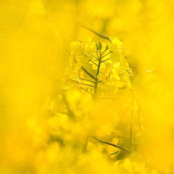 Lindas Flores Colza Amarelas Vivas Campo Cenário Primavera Norte Europa — Fotografia de Stock