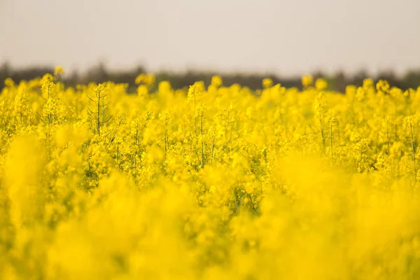 Gyönyörű Élénk Sárga Repce Virágok Területen Észak Európa Tavaszi Díszlete — Stock Fotó