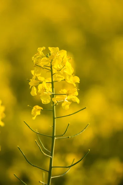 Hermosas Vívidas Flores Amarillas Colza Campo Paisajes Primavera Del Norte — Foto de Stock