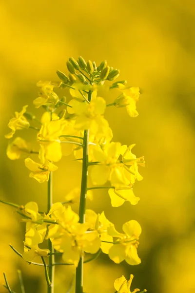 Lindas Flores Colza Amarelas Vivas Campo Cenário Primavera Norte Europa — Fotografia de Stock