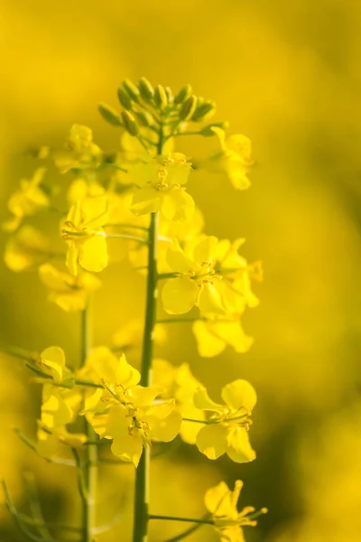 Piękne Żywe Żółte Kwiaty Rzepaku Polu Wiosenna Sceneria Europy Północnej — Zdjęcie stockowe