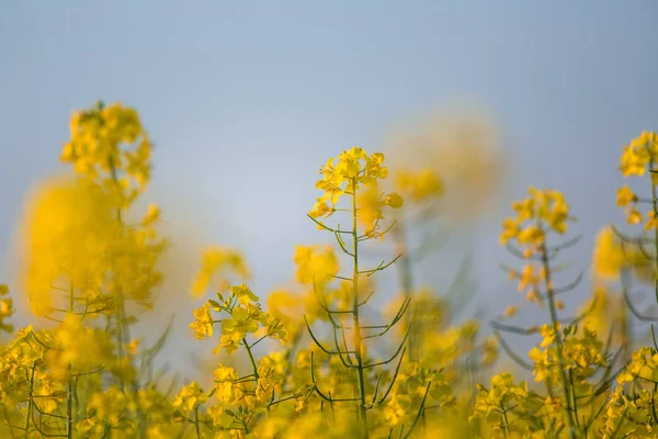 野原の美しい 鮮やかな黄色の菜種の花 北ヨーロッパの春の風景 — ストック写真