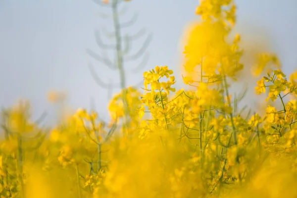 Lindas Flores Colza Amarelas Vivas Campo Cenário Primavera Norte Europa — Fotografia de Stock