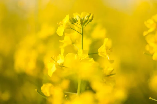 Beautiful Vivid Yellow Rapeseed Flowers Field Spring Scenery Northern Europe — Stock Photo, Image
