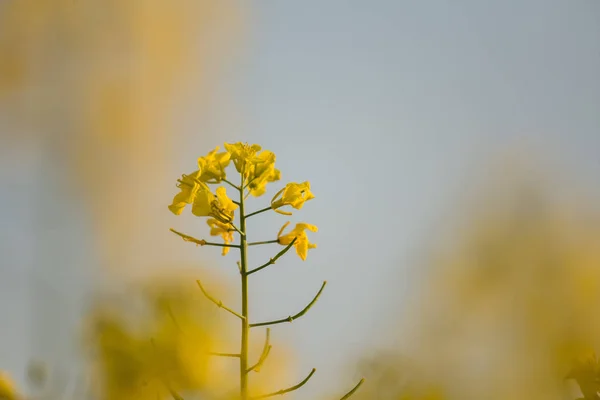 Lindas Flores Colza Amarelas Vivas Campo Cenário Primavera Norte Europa — Fotografia de Stock