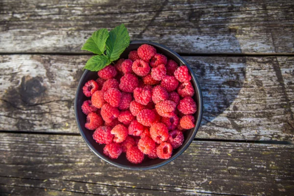 Hermoso Jardín Recién Recogido Frambuesas Verano Bayas Verano Comida Natural — Foto de Stock