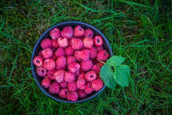 Schöne Frisch Gepflückte Garten Himbeeren Sommer Sommerbeeren Natürliche Nahrung Gesundes — Stockfoto