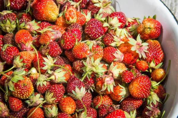 Mooie Vers Geplukt Tuin Aardbeien Een Kom Gezond Veganistisch Ecologisch — Stockfoto