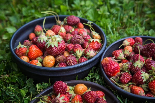 Mooie Vers Geplukt Tuin Aardbeien Een Kom Gezond Veganistisch Ecologisch — Stockfoto