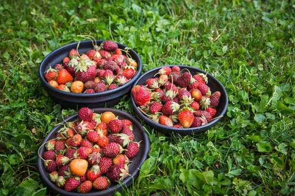 Mooie Vers Geplukt Tuin Aardbeien Een Kom Gezond Veganistisch Ecologisch — Stockfoto