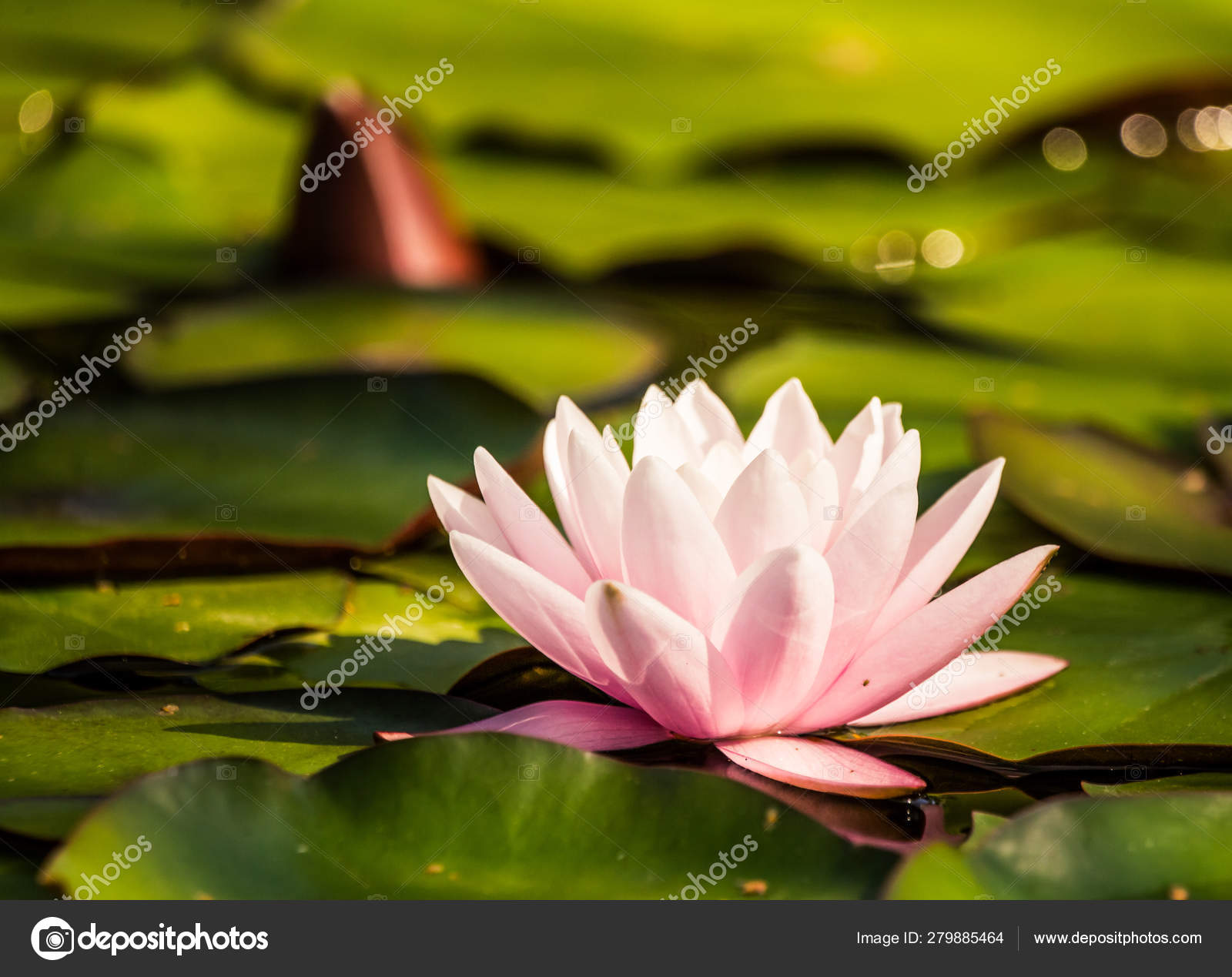 Beautiful Light Pink Water Lilies Growing Natural Pond Colorful Summer Stock Photo Image By C Romija Beautiful Light Pink Water Lilies Growing Natural Pond Colorful Summer Stock Photo Image By C Romija