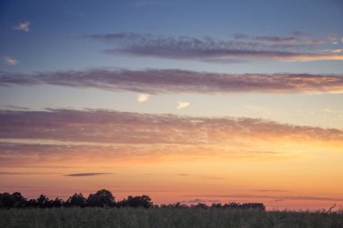 Letonya, Kuzey Avrupa'da kolza tarlasında güzel, altın bir gün batımı. Kırsal da akşam ışığı.