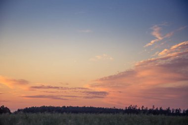 Letonya, Kuzey Avrupa'da kolza tarlasında güzel, altın bir gün batımı. Kırsal da akşam ışığı.