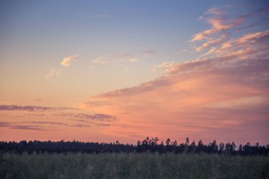 Letonya, Kuzey Avrupa'da kolza tarlasında güzel, altın bir gün batımı. Kırsal da akşam ışığı.