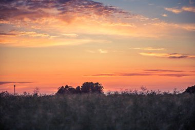 Letonya, Kuzey Avrupa'da kolza tarlasında güzel, altın bir gün batımı. Kırsal da akşam ışığı.