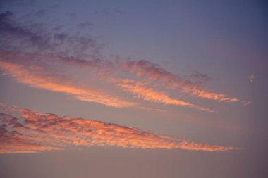 Letonya, Kuzey Avrupa'da kolza tarlasında güzel, altın bir gün batımı. Kırsal da akşam ışığı.