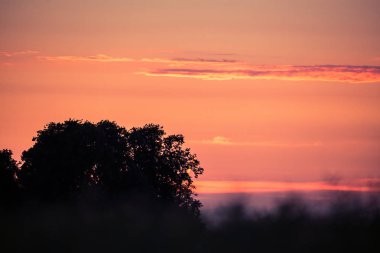Letonya, Kuzey Avrupa'da kolza tarlasında güzel, altın bir gün batımı. Kırsal da akşam ışığı.