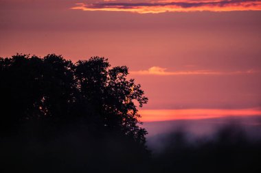Letonya, Kuzey Avrupa'da kolza tarlasında güzel, altın bir gün batımı. Kırsal da akşam ışığı.