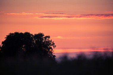 Letonya, Kuzey Avrupa'da kolza tarlasında güzel, altın bir gün batımı. Kırsal da akşam ışığı.