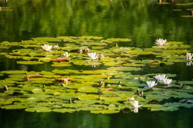 Doğal bir gölette yetişen güzel bir açık pembe nilüfer. Su çiçekleri ile renkli yaz manzarası.