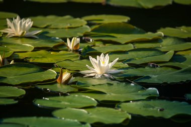 Doğal bir gölette yetişen güzel bir açık pembe nilüfer. Su çiçekleri ile renkli yaz manzarası.