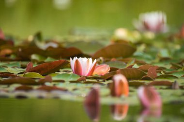 Doğal bir gölette yetişen güzel bir açık pembe nilüfer. Su çiçekleri ile renkli yaz manzarası.