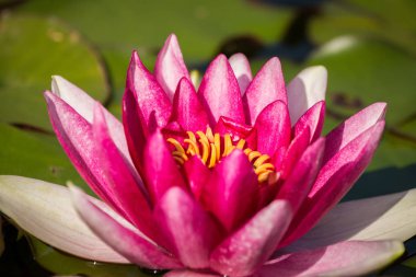 Doğal bir gölette yetişen güzel bir açık pembe nilüfer. Su çiçekleri ile renkli yaz manzarası.
